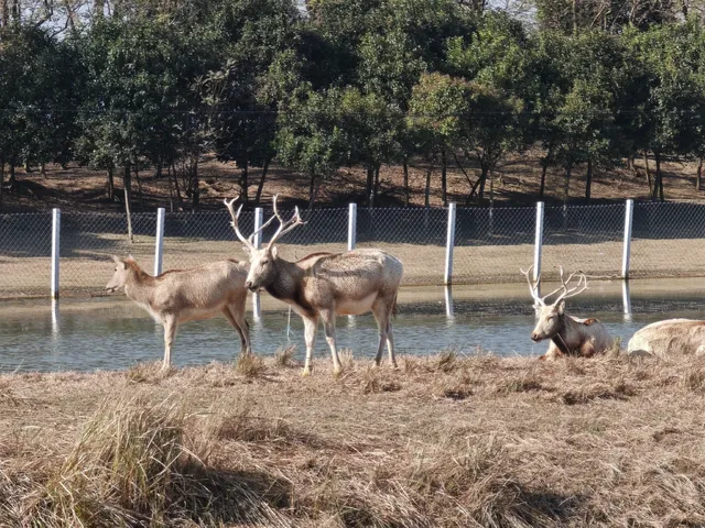 鹽城｜江蘇肯尼亞名不虛傳