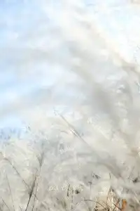 坐了3個小時公交來看2600年的老子手植銀杏