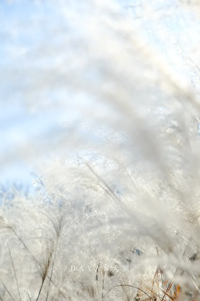 坐了3個小時公交來看2600年的老子手植銀杏