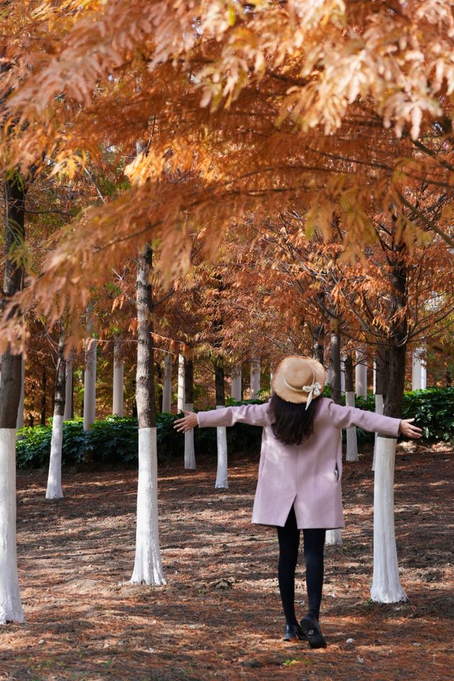 在武漢！99%人都不知道的紅杉公園，免費