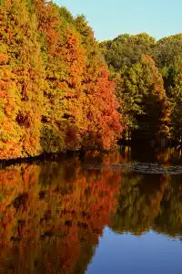 南京明孝陵燕雀湖水杉，油畫般的秋天