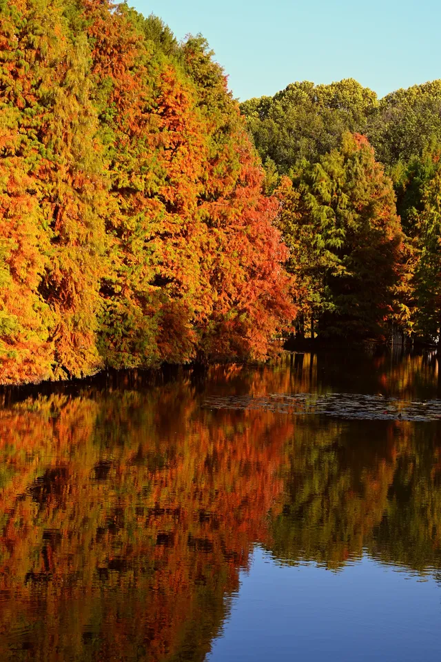 南京明孝陵燕雀湖水杉，油畫般的秋天