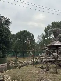 太湖龍之夢秋日奇遇動物界顯眼包集合!