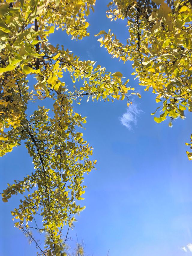 看銀杏葉啦 看銀杏葉啦