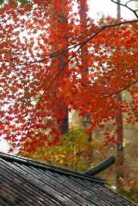 上海市區的秋日火焰!共青森林公園紅楓正當時