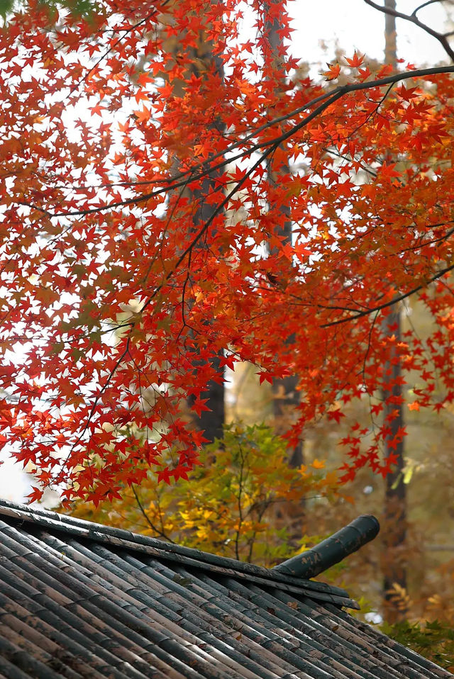 上海市區的秋日火焰!共青森林公園紅楓正當時 上海市區的秋日火焰!共青森林公園紅楓正當時