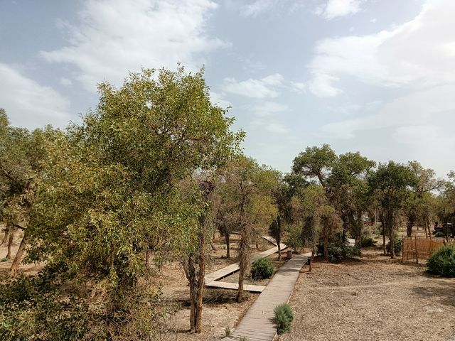 塔里木胡楊林公園 塔里木胡楊林公園