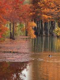 江蘇人嘴真嚴,這麼美的地方藏著不說~