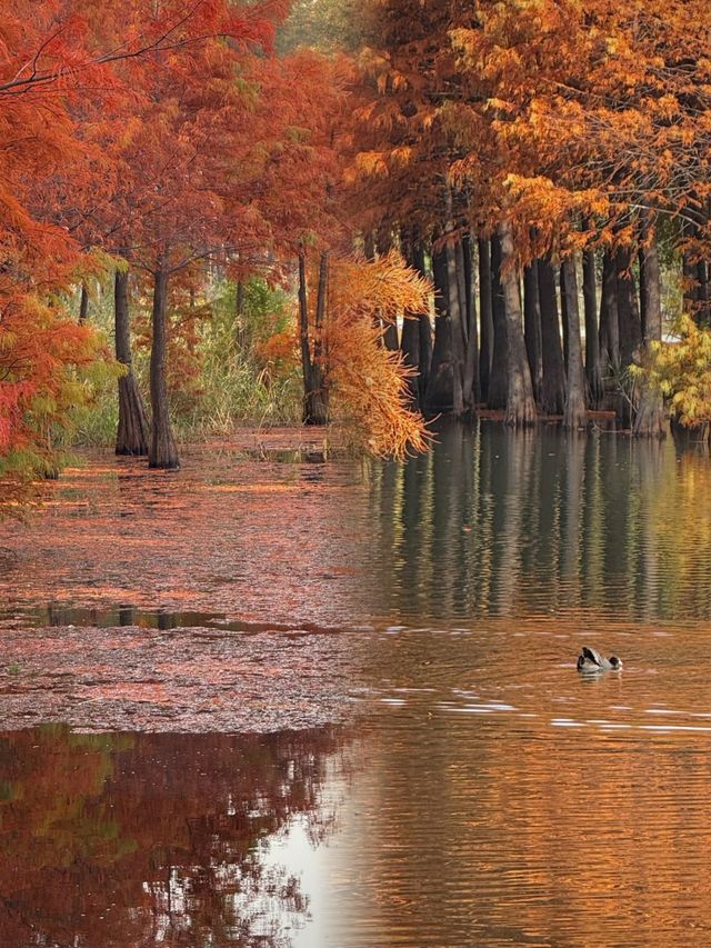 江蘇人嘴真嚴,這麼美的地方藏著不說~ 江蘇人嘴真嚴,這麼美的地方藏著不說~