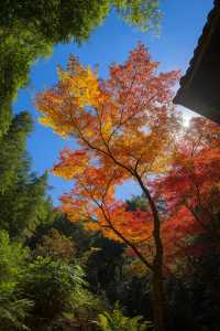 美到窒息！我在莫干山撿到了整座秋天