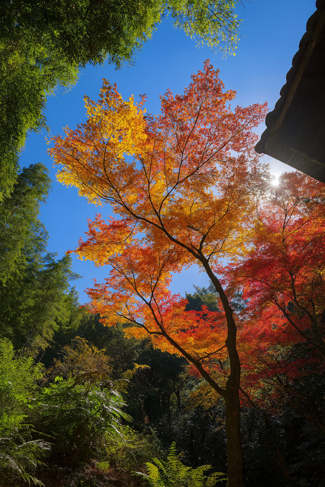 美到窒息！我在莫干山撿到了整座秋天