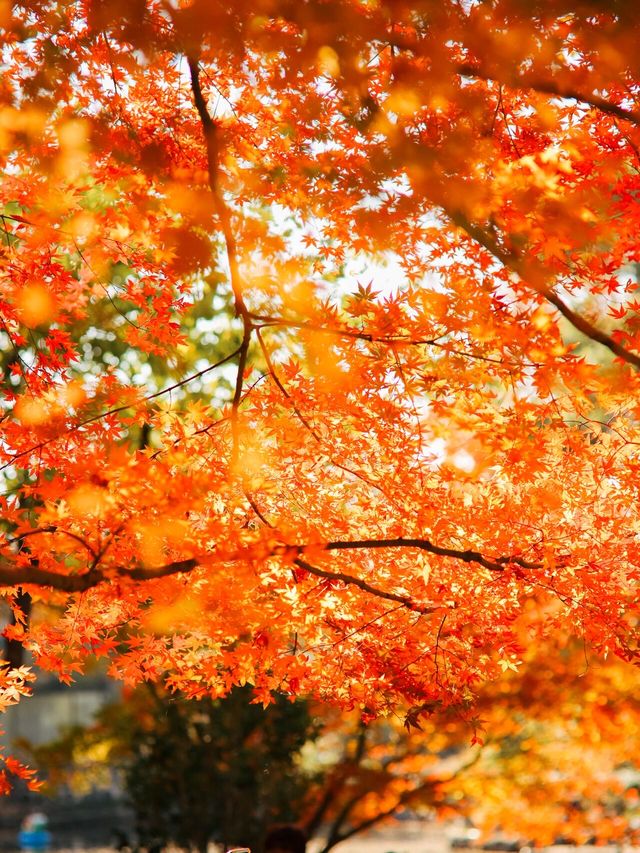 12.6速衝上海小眾公園的楓葉殺瘋了｜附攻略