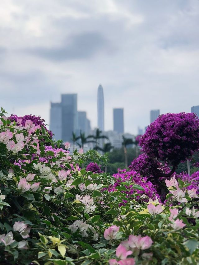 深圳必打卡|蓮花山公園保姆級攻略仰望偉人俯瞰城! 深圳必打卡|蓮花山公園保姆級攻略仰望偉人俯瞰城!