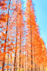 廣州周邊2h逃離城市，闖入秋日浪漫