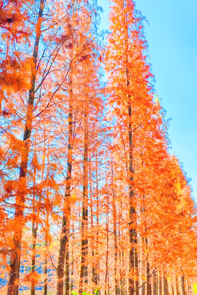 廣州周邊2h逃離城市，闖入秋日浪漫