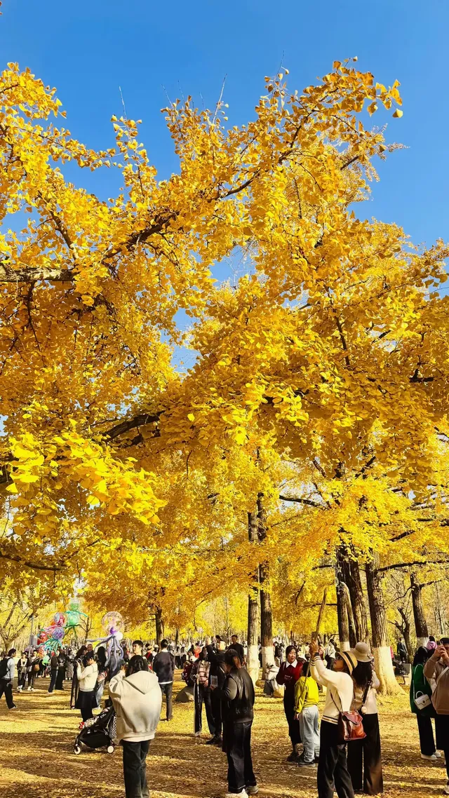湖州·長興十里銀杏長廊|鋪就一地金黃! 湖州·長興十里銀杏長廊|鋪就一地金黃!