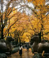 南京賞秋拍照路線旅遊攻略