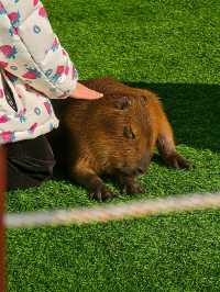 上海野生動物園暢玩一日遊 週六版