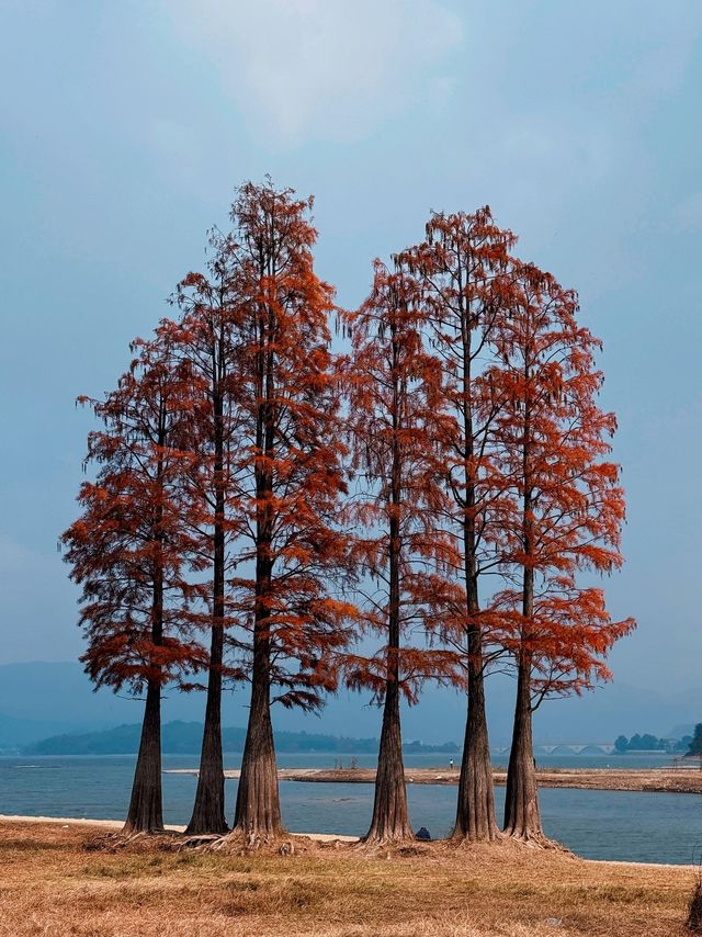 12月8日四明湖紅杉林紅度100%最佳觀賞期！