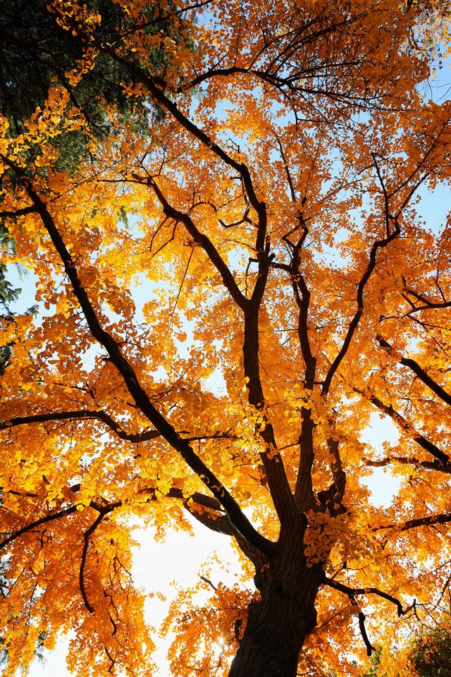 青浦隱世秋色地圖驚嘆老祖宗的審美 青浦隱世秋色地圖驚嘆老祖宗的審美