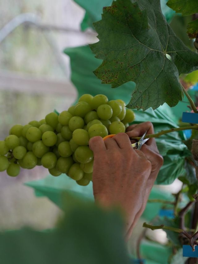 莫干山縵田,治癒系神仙酒店! 莫干山縵田,治癒系神仙酒店!