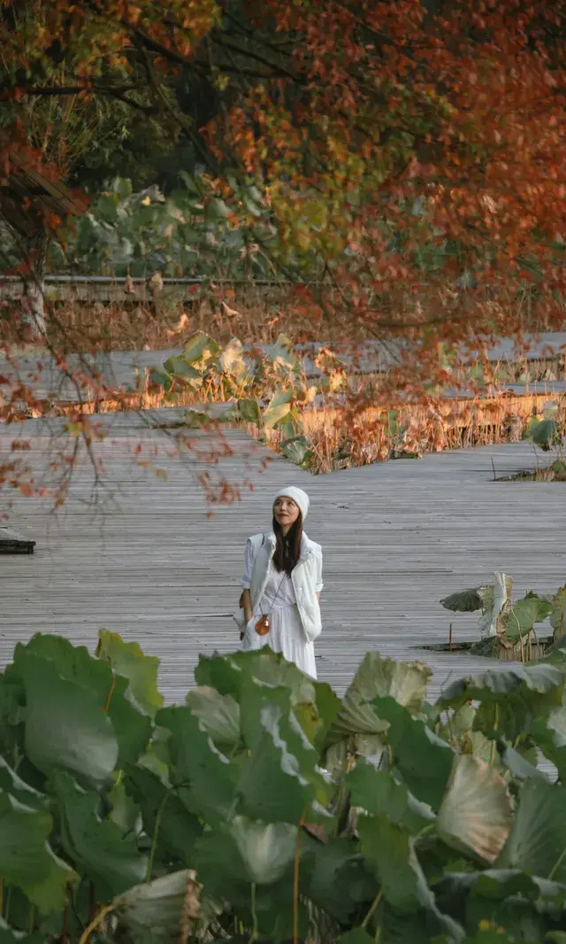 溫嶺錦屏公園,秋天的氛圍感丨溫嶺拍照 溫嶺錦屏公園,秋天的氛圍感丨溫嶺拍照