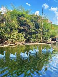 安吉｜哇，真的有這麼好玩的農場！