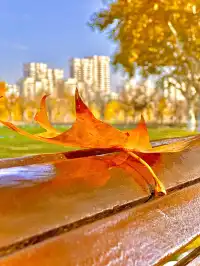 11.30號實拍 | 世紀公園梧桐大道拍照攻略