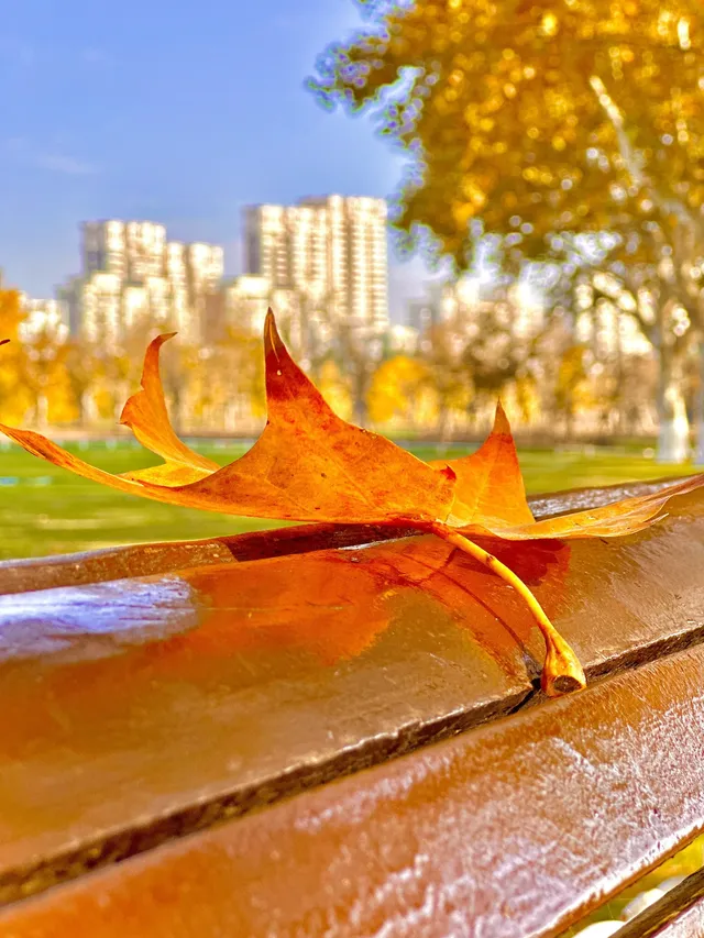 11.30號實拍 | 世紀公園梧桐大道拍照攻略