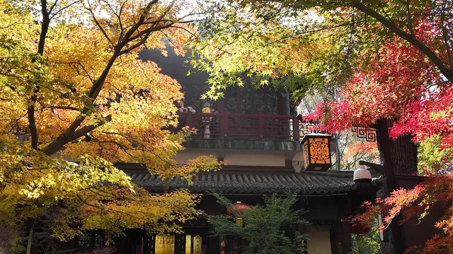 上海出發 帶娃賞秋棲霞山