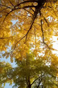 錯過等一年|川博銀杏已進入巔峰期