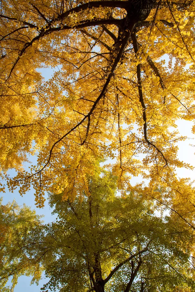 錯過等一年|川博銀杏已進入巔峰期 錯過等一年|川博銀杏已進入巔峰期