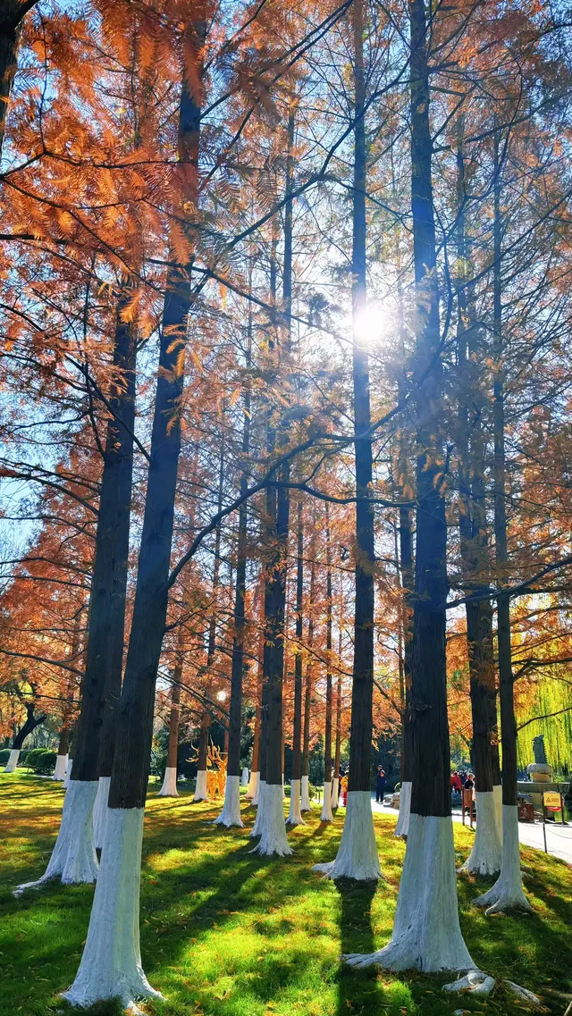 濟南五龍潭I live 這裡的泉水會“發光” 濟南五龍潭I live 這裡的泉水會“發光”