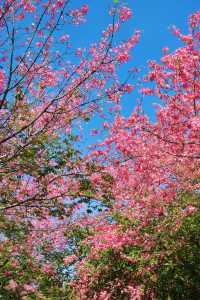 佛山異木棉花海驚艷綻放秒穿越粉紅春天!