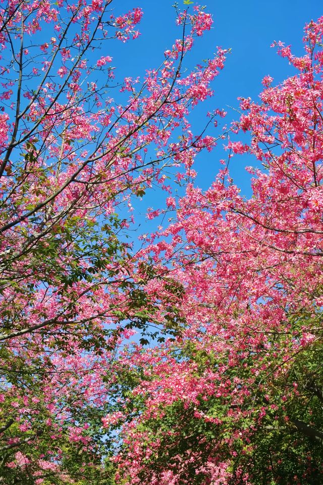 佛山異木棉花海驚艷綻放秒穿越粉紅春天! 佛山異木棉花海驚艷綻放秒穿越粉紅春天!