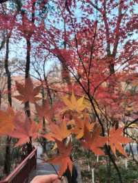 南京棲霞山的楓葉紅了