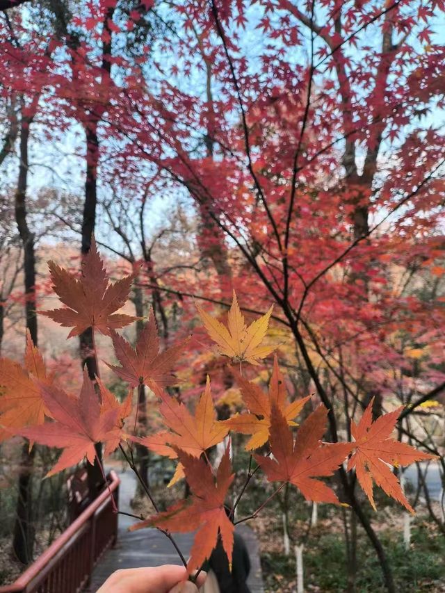 南京棲霞山的楓葉紅了 南京棲霞山的楓葉紅了