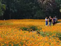 深圳羅湖市區浪漫黃色花海|東湖公園黃秋英