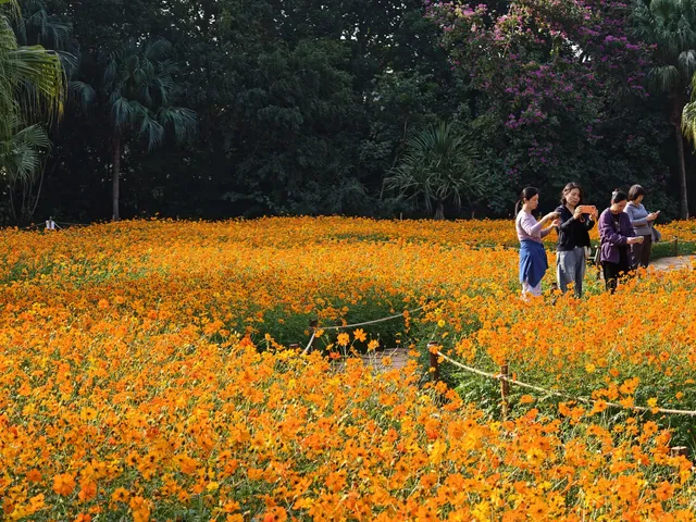 深圳羅湖市區浪漫黃色花海|東湖公園黃秋英 深圳羅湖市區浪漫黃色花海|東湖公園黃秋英