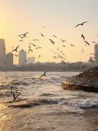 青島棧橋拍海鷗大片