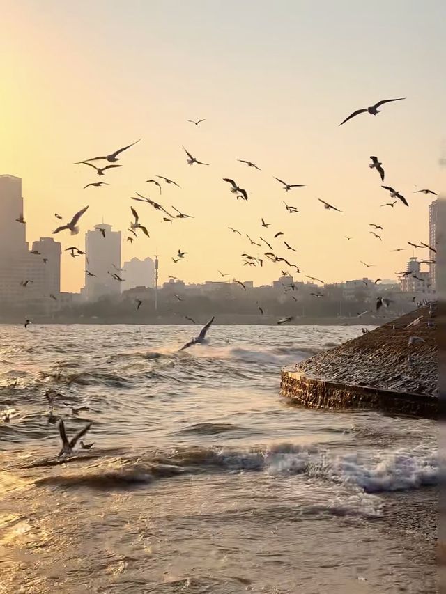 青島棧橋拍海鷗大片 青島棧橋拍海鷗大片