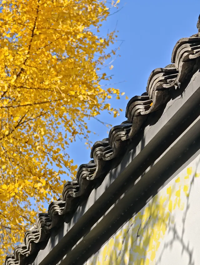 清吟街|想看看你們拍的銀杏 清吟街|想看看你們拍的銀杏