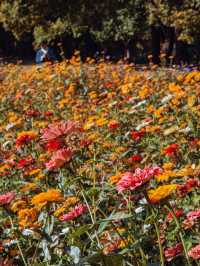 魔都秋日私藏共青森林的治癒漫遊手記