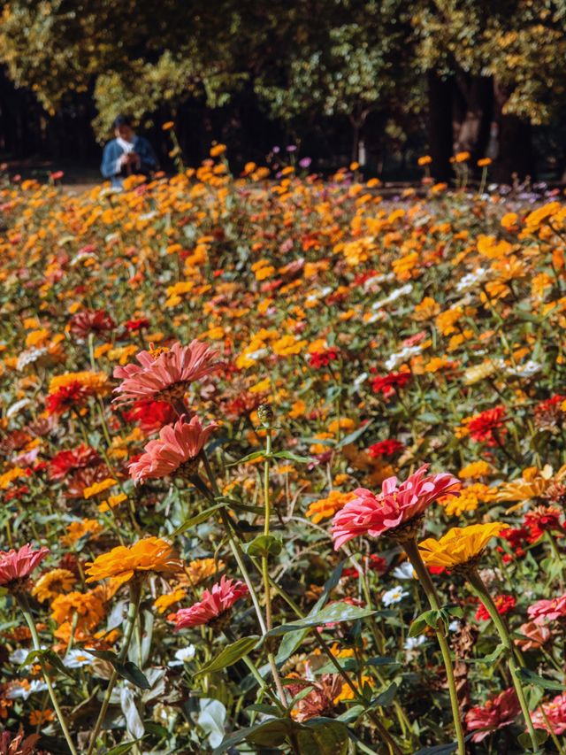 魔都秋日私藏共青森林的治癒漫遊手記
