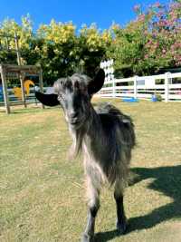 廈門小眾遛娃聖地集美果樂園一日遊攻略