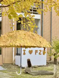 12.7實況!!福州這裡有超美銀杏打卡點!!