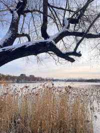冬日限定雪景蘆葦打卡地