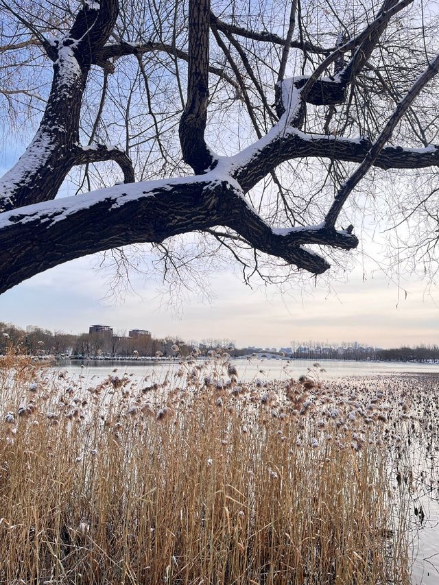冬日限定雪景蘆葦打卡地