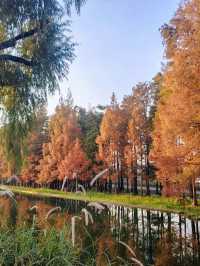 共青華明橋|水杉紅透秋意濃