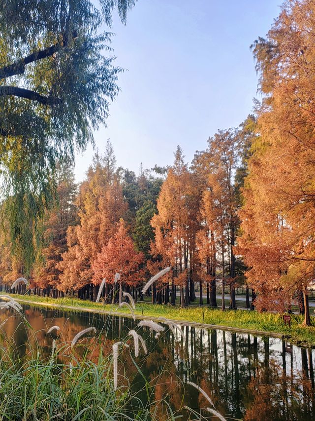 共青華明橋|水杉紅透秋意濃 共青華明橋|水杉紅透秋意濃